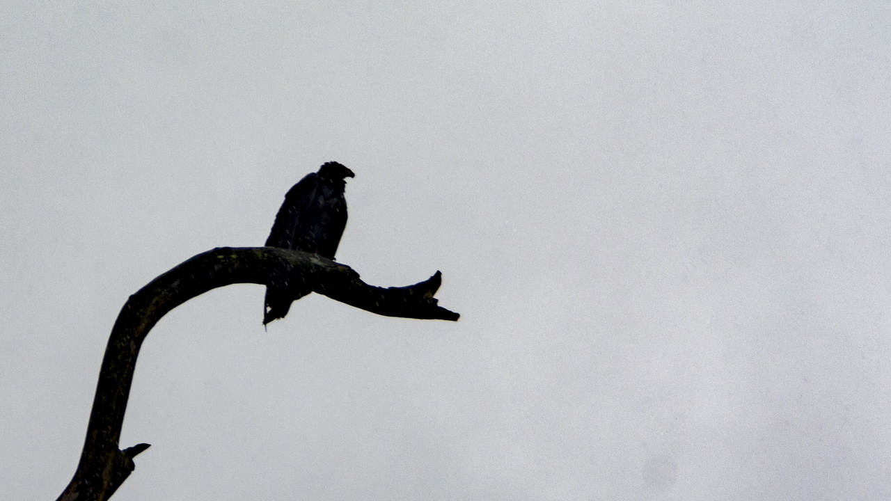 20171230 024   Tortuguero National Park, Puerto Limon, Limon, Costa Rica